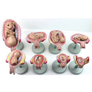 Fetal pregnancy development model (8 sets)